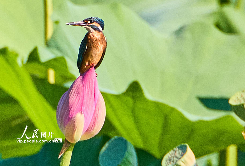 Ecology in action: Beijing's Changping district home to a variety of bird species
