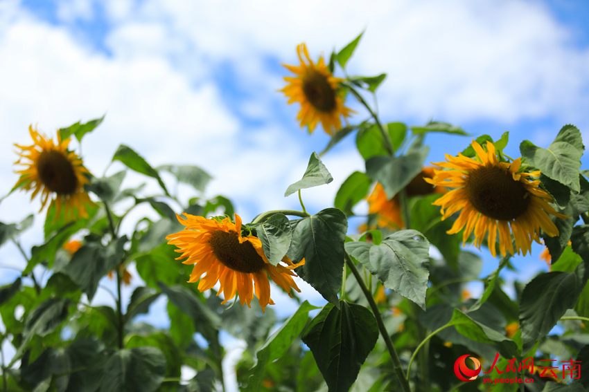 Sunflower fields in full bloom radiate warmth and charm in Dali, SW China's Yunnan