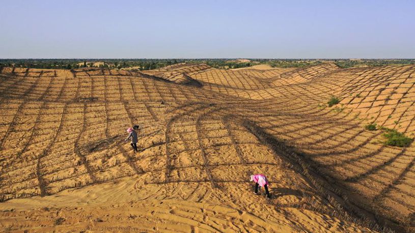China shares decades of anti-desertification experience at int'l forum