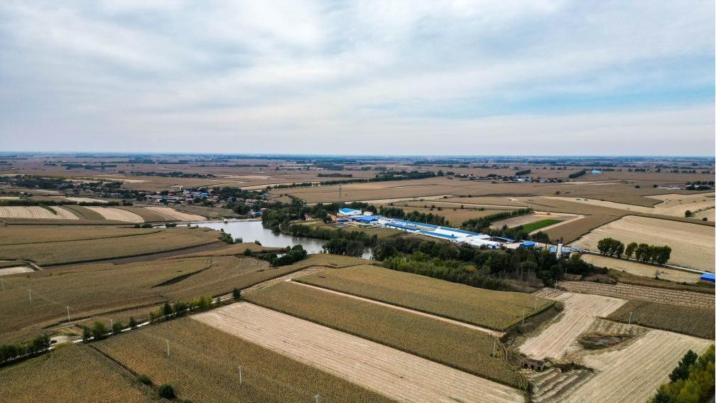 "New farmer" energizes rural revitalization with new models