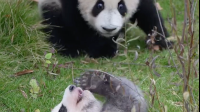 Cute panda pals tumble in clumsy rumble