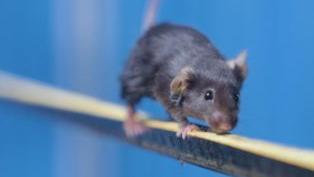 Mouse astronaut selection vlog