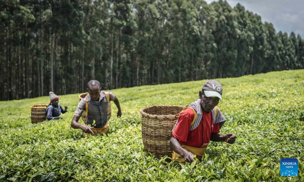Farmers pick tea leaves in the tea fields in Kericho, Kenya on April 4, 2025. Kericho county, located in the western of Rift Valley Province, is known as the tea capital of Kenya. (Photo: Xinhua)