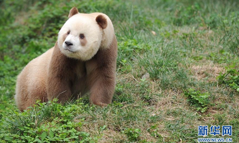 The world's only brown panda bred in captivity, named