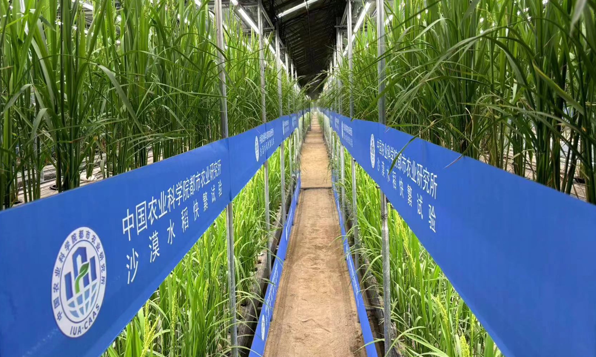 Fast breeding rice cultivated in a desert greenhouse in Hotan Prefecture, Northwest China's Xinjiang Uygur Autonomous Region, under the trial period. Photo: Courtesy of the Institute of Urban Agriculture, Chinese Academy of Agricultural Sciences
