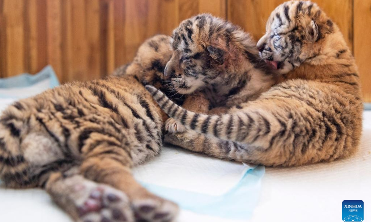 This photo taken on May 22, 2023 shows Siberian tiger cubs at the Siberian Tiger Park in Harbin, northeast China's Heilongjiang Province. The Siberian Tiger Park is a key breeding base of the China Hengdaohezi Feline Breeding Center. More than 10 newborn cubs have been born here this year. (Xinhua/Xie Jianfei)