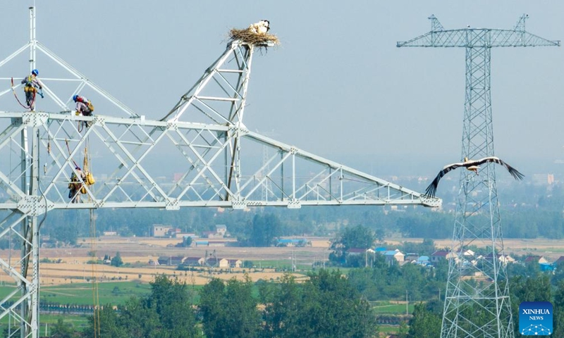 An aerial drone photo taken on May 20, 2025 shows workers of State Grid Anhui Electric Power Co., Ltd. installing a camera near the nest of oriental white storks in Huoqiu County, east China's Anhui Province. (Photo by Zhao Xianfu/Xinhua)