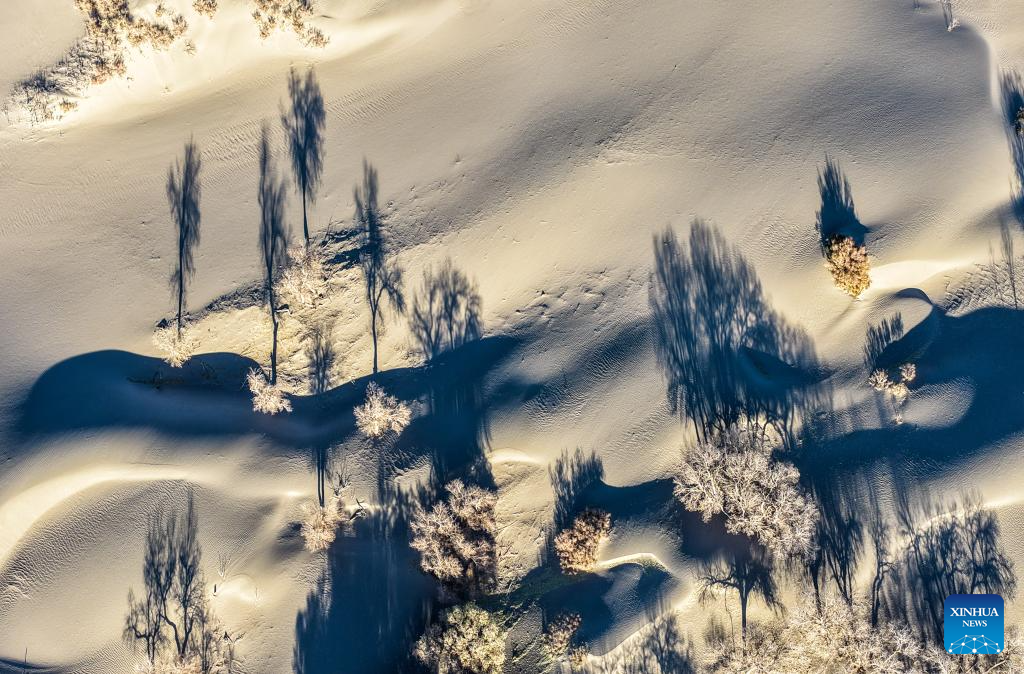 Scenery of populus euphratica forest in China's Inner Mongolia
